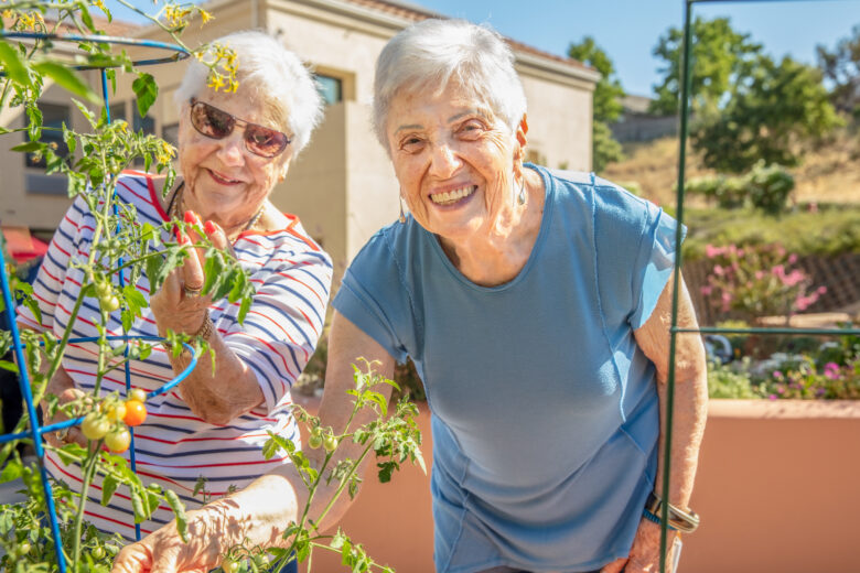 Two elderly women smiling and tending to a tomato plant in an outdoor garden on a sunny day, highlighting the Resident Experience amid lush greenery and buildings in the background.